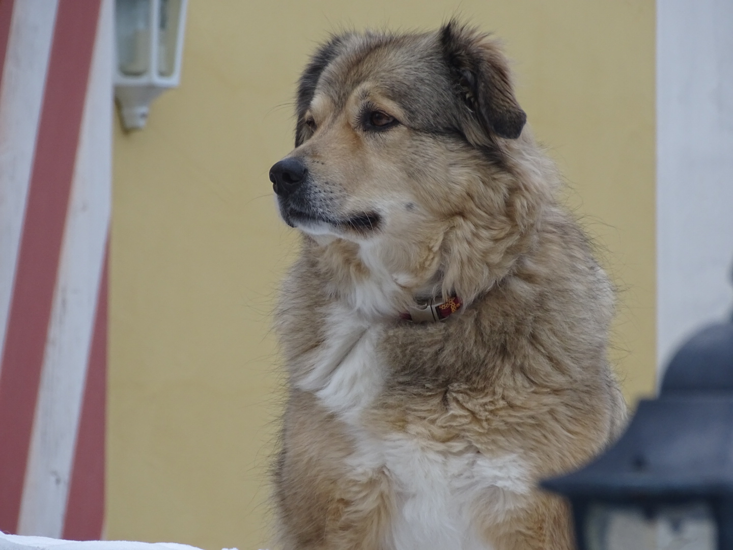 Blonder Hund der in die Ferne schaut